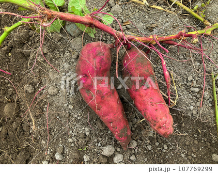 芋ほりで新鮮なサツマイモを収穫 土がついたさつまいもは食べるのが楽しみ 芋ほりで新鮮なサツマイモを収穫 土がついたさつまいもは食べるのが楽しみ 107769299