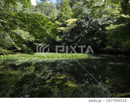 伊勢神宮内宮の御池 伊勢神宮内宮の御池 107769310