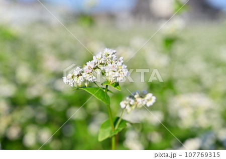 秋晴れ 満開のそばの花 秋 埼玉県 桶川市 秋晴れ 満開のそばの花 秋 埼玉県 桶川市 107769315