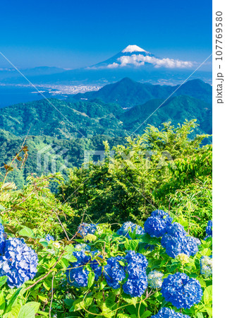 （静岡県）伊豆パノラマパーク・青い紫陽花と富士山 107769580