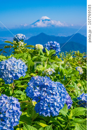 (静岡県)伊豆パノラマパーク・青い紫陽花と富士山 (静岡県)伊豆パノラマパーク・青い紫陽花と富士山 107769585