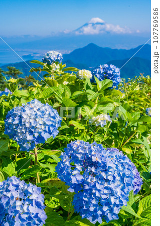 （静岡県）伊豆パノラマパーク・青い紫陽花と富士山 107769586