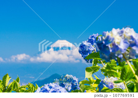 （静岡県）伊豆パノラマパーク・青い紫陽花と富士山 107769591