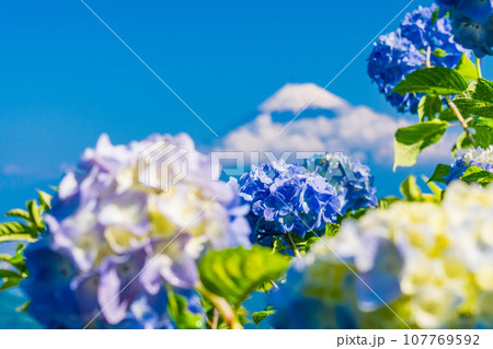 （静岡県）伊豆パノラマパーク・青い紫陽花と富士山 107769592