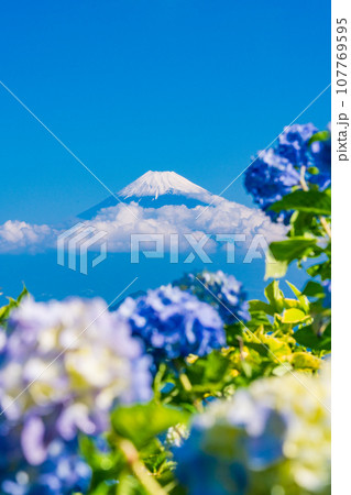 (静岡県)伊豆パノラマパーク・青い紫陽花と富士山 (静岡県)伊豆パノラマパーク・青い紫陽花と富士山 107769595