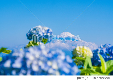 (静岡県)伊豆パノラマパーク・青い紫陽花と富士山 (静岡県)伊豆パノラマパーク・青い紫陽花と富士山 107769596
