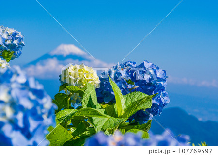 (静岡県)伊豆パノラマパーク・青い紫陽花と富士山 (静岡県)伊豆パノラマパーク・青い紫陽花と富士山 107769597