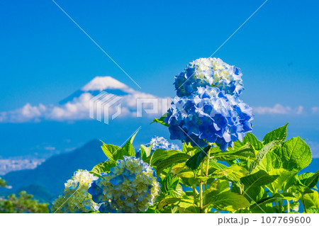 （静岡県）伊豆パノラマパーク・青い紫陽花と富士山 107769600