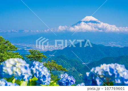 （静岡県）伊豆パノラマパーク・青い紫陽花と富士山 107769601