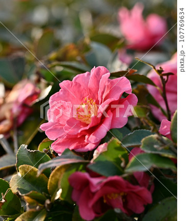 サザンカ (山茶花:Camellia sasanqua) サザンカ (山茶花:Camellia sasanqua) 107769634
