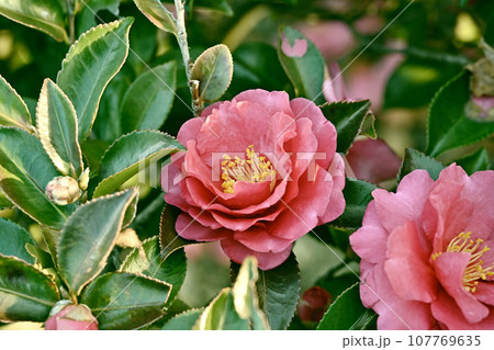 サザンカ　(山茶花：Camellia sasanqua) 107769635
