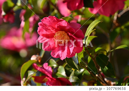 サザンカ (山茶花:Camellia sasanqua) サザンカ (山茶花:Camellia sasanqua) 107769638