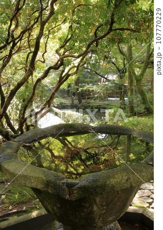 京都の古寺　法然院 107770229