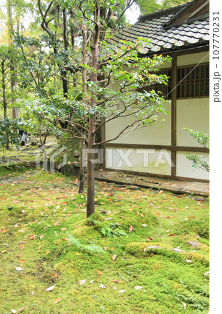 京都の古寺　法然院 107770231
