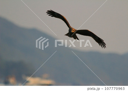 an eagle at sai kung at winter 107770963