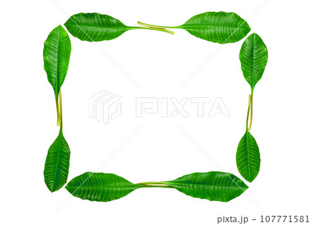 nature green leaf frame  isolated on white background.copy space 107771581