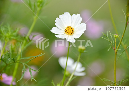 コスモス 107771595