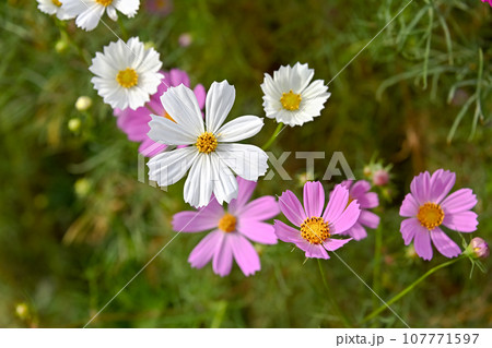 コスモス コスモス 107771597