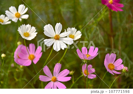 コスモス 107771598
