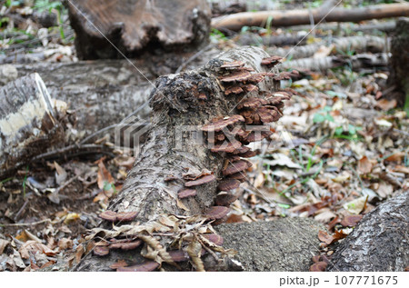 森のキノコ 107771675