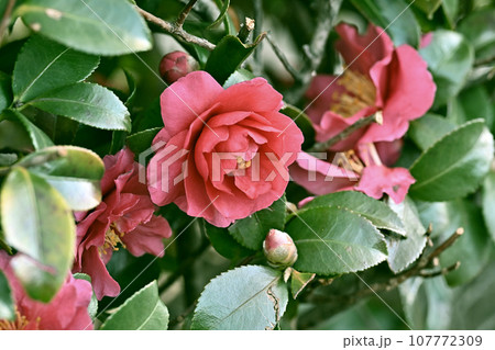 サザンカ　(山茶花：Camellia sasanqua) 107772309