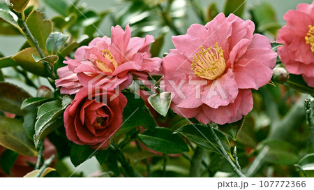 サザンカ　(山茶花：Camellia sasanqua) 107772366
