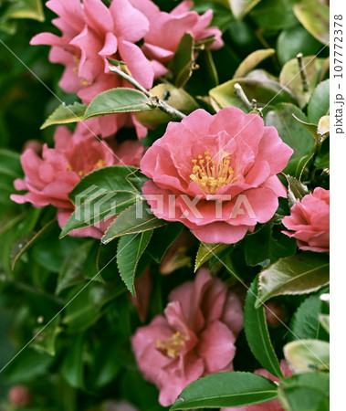 サザンカ　(山茶花：Camellia sasanqua) 107772378