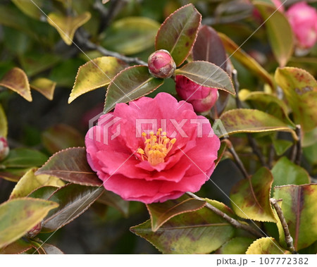 サザンカ (山茶花:Camellia sasanqua) サザンカ (山茶花:Camellia sasanqua) 107772382