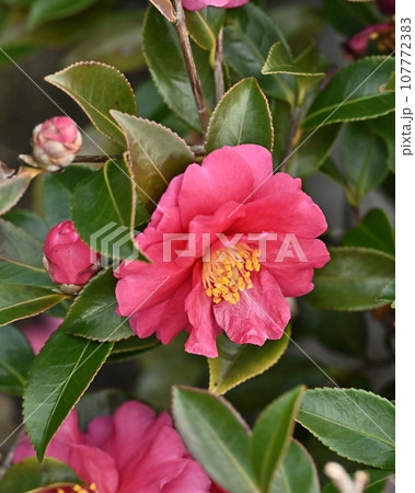 サザンカ (山茶花:Camellia sasanqua) サザンカ (山茶花:Camellia sasanqua) 107772383