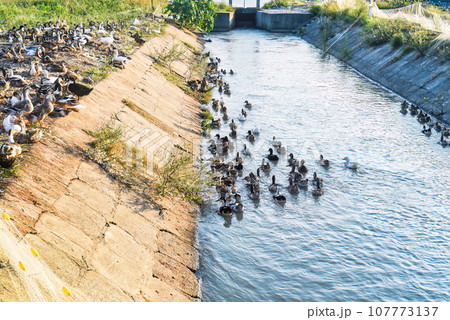 Group of ducks walking at sundown 107773137