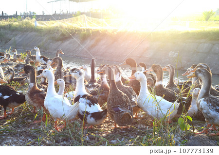 Group of ducks walking at sundown Group of ducks walking at sundown 107773139