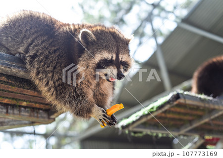 Gray raccoon eating apple close up Gray raccoon eating apple close up 107773169