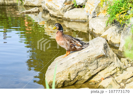 Mallard male duck resting ion a stone Mallard male duck resting ion a stone 107773170