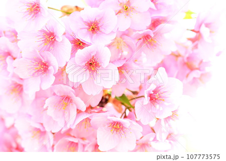 春、満開のサクラ 春、満開のサクラ 107773575