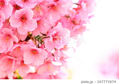 春の日差しを浴びて咲く満開の桜 春の日差しを浴びて咲く満開の桜 107773874