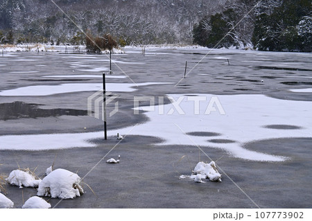 天然記念物 冬の神秘的な京都市北区深泥池 天然記念物 冬の神秘的な京都市北区深泥池 107773902