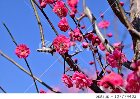 明日香村の梅の花 明日香村の梅の花 107774402
