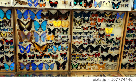 Insect collection exhibition, different colorful bright butterflies in boxes with spread wings, many beautiful butterflies, entomology, entomological collection 107774446