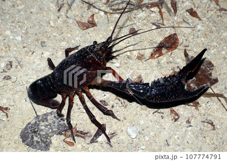 Big crayfish with a huge claw macro on a forest path at night close-up, crustaceans, Spain Big crayfish with a huge claw macro on a forest path at night close-up, crustaceans, Spain 107774791