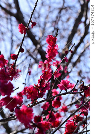 明日香村 八釣マキト古墳公園の梅の花 明日香村 八釣マキト古墳公園の梅の花 107774814