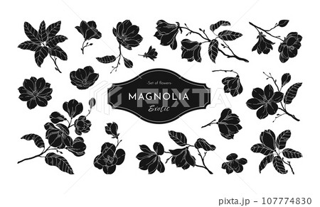 Magnolia. Black leaves silhouette, outline floral bloom logo, floral decorative isolated elements, white line sketch of plant, elegant blossom. Botanical set. Vector icon, modern illustration Magnolia. Black leaves silhouette, outline floral bloom logo, floral decorative isolated elements, white line sketch of plant, elegant blossom. Botanical set. Vector icon, modern illustration 107774830