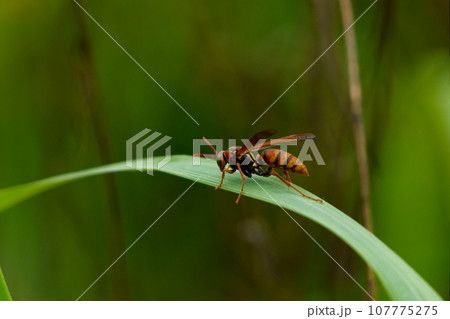 ススキノ葉に止まるスズメバチ科ヤマトアシナガバチ♀ 107775275