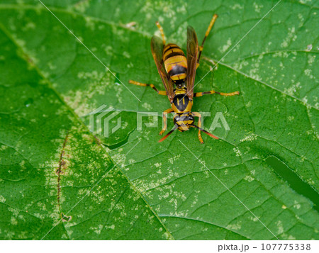 葉の上に止まるスズメバチ科キアシナガバチ 葉の上に止まるスズメバチ科キアシナガバチ 107775338