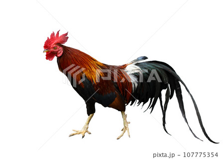 The fighting cock is beautiful hen in garden 107775354