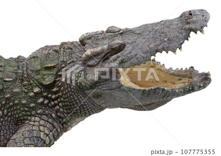 Close up head salt crocodile on white background have path Close up head salt crocodile on white background have path 107775355