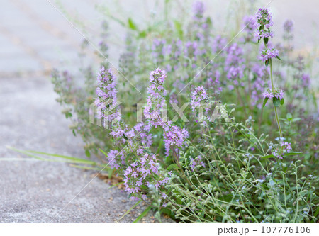 Background or Texture of Salvia 107776106