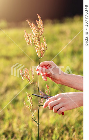 Hand collecting herbal plant with scissors, nature banner background Hand collecting herbal plant with scissors, nature banner background 107776349