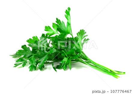 Bunch of fresh green parsley isolated on white background. 107776467