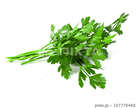 A bunch of parsley on a white background. Fresh fragrant herbs for cooking. 107776468