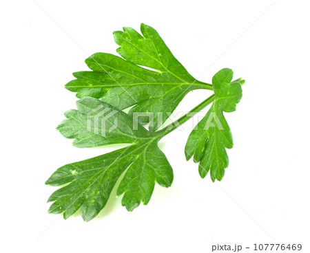 Close-up of a parsley leaf, fresh herbs, and a cooking spice. Close-up of a parsley leaf, fresh herbs, and a cooking spice. 107776469